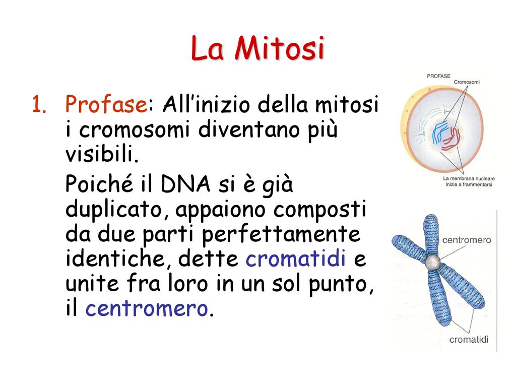 La Scienza Dellereditariet Ppt Scaricare